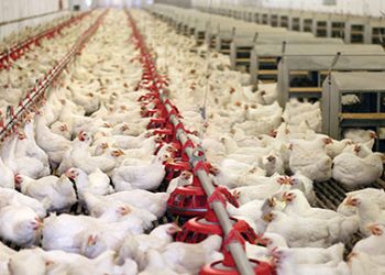 শীতকালে পোলট্রি খামারের যত্নে যা যা করতে হবে