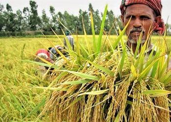 বেড়েছে কৃষিঋণ বিতরণ – ব্যাংক