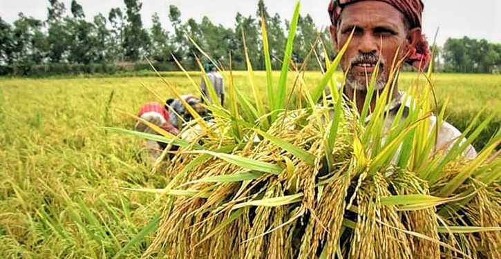 বেড়েছে কৃষিঋণ বিতরণ – ব্যাংক