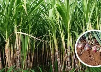 আখের সাথি ফসল হিসেবে পেঁয়াজ চাষে লাভবান কৃষক!