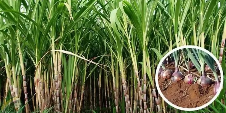 আখের সাথি ফসল হিসেবে পেঁয়াজ চাষে লাভবান কৃষক!