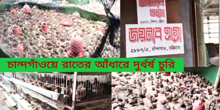 রাতের আঁধারে ২৫০০ কোয়েল পাখি, খাঁচা সহ অভিনব চুরি!