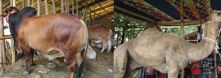 “মরুভূমির উট” চট্টগ্রামের মইজ্জ্যারটেক কোরবানির পশুর হাটের মূল আকর্ষণ