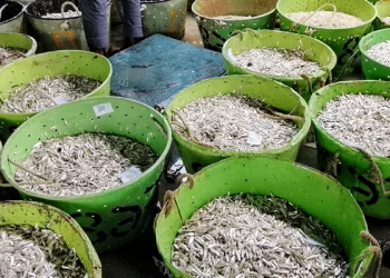 রাজস্ব কোটি টাকা ছাড়িয়েছে প্রথম সপ্তাহে, কাপ্তাই হ্রদে মাছ শিকার