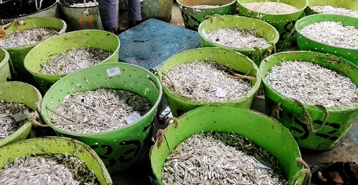 রাজস্ব কোটি টাকা ছাড়িয়েছে প্রথম সপ্তাহে, কাপ্তাই হ্রদে মাছ শিকার