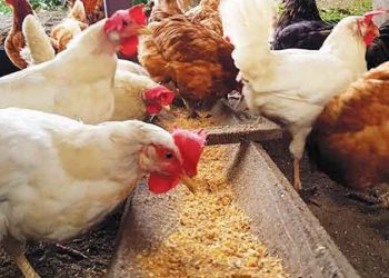 ভারী ধাতুর উপস্থিতি মুরগির খাদ্য উপাদান ভুট্টা ও পানিতে