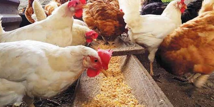 ভারী ধাতুর উপস্থিতি মুরগির খাদ্য উপাদান ভুট্টা ও পানিতে