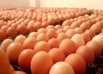 ডিমের দাম ডজনে ২০ টাকা বেড়েছে ১০ দিনের ব্যবধানে