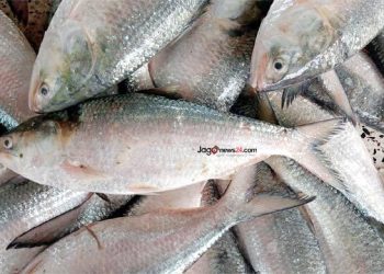 `গরিবের মাছ’ পাঙাসেও অস্বস্তি, ইলিশের দাম নাগালহীন