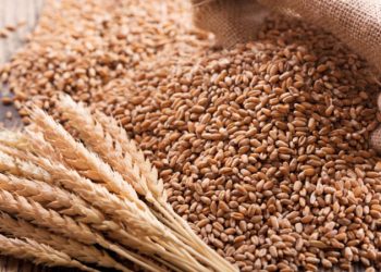 পাঁচ বছরের সর্বনিম্নে গমের দাম বাড়তি উৎপাদনে