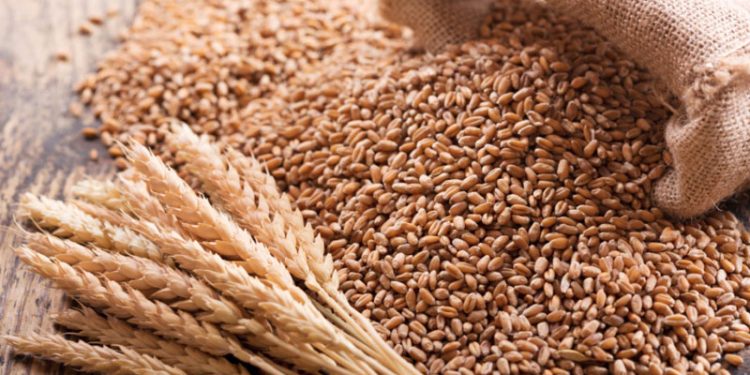 পাঁচ বছরের সর্বনিম্নে গমের দাম বাড়তি উৎপাদনে