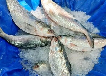 নাগালের বাইরে ইলিশের দাম মৌসুমের শুরুতে