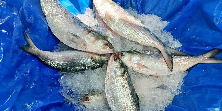 নাগালের বাইরে ইলিশের দাম মৌসুমের শুরুতে