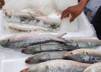 ইলিশ চেয়ে অনুরোধ বিবেচনাধীন ভারতের ব্যবসায়ীদের