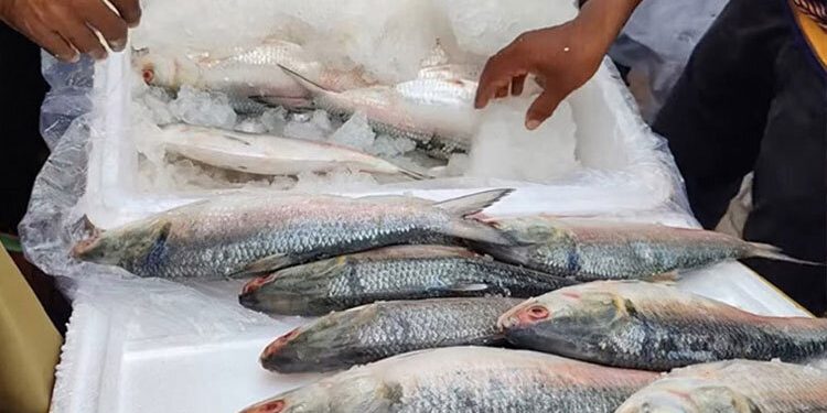 ইলিশ চেয়ে অনুরোধ বিবেচনাধীন ভারতের ব্যবসায়ীদের