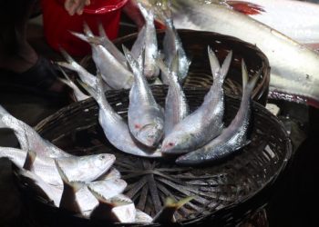 ইলিশের অভাব জেলে ও ভোক্তাদের ক্ষতি করছে