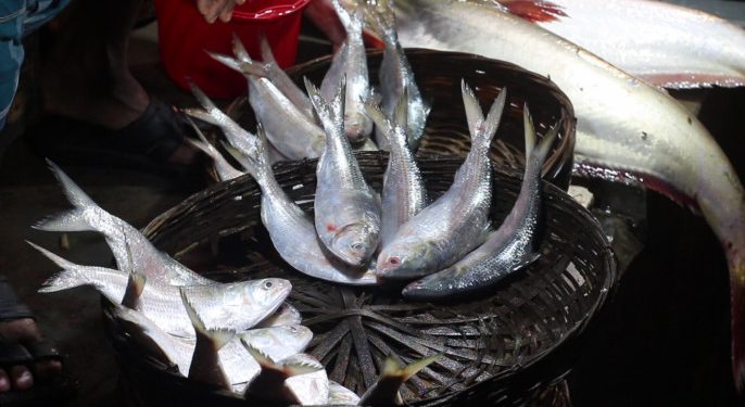 ইলিশের অভাব জেলে ও ভোক্তাদের ক্ষতি করছে