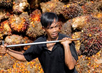 দাম কমেছে মালয়েশীয় পাম অয়েলের