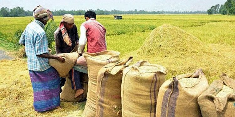 সর্বোচ্চ ধান-চাল সংগ্রহ সরকারের বোরো মৌসুমে