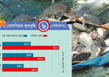 তেলাপিয়ার দাম বেড়েছে ১০০ শতাংশ এক বছরে ঢাকায়