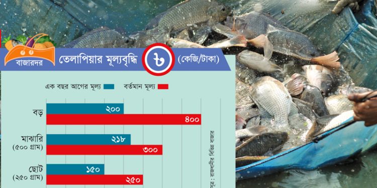 তেলাপিয়ার দাম বেড়েছে ১০০ শতাংশ এক বছরে ঢাকায়