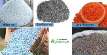 সিন্ডিকেটের কবলে সারের বাজার, দাম বৃদ্ধি