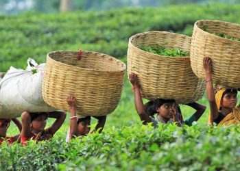 চা উৎপাদন বেড়েছে দেশে জুলাইয়ে