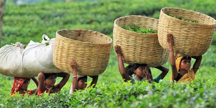 চা উৎপাদন বেড়েছে দেশে জুলাইয়ে