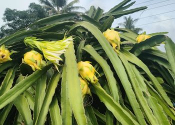 সফলতা লাভ হলুদ ড্রাগনের জাত গবেষণায়