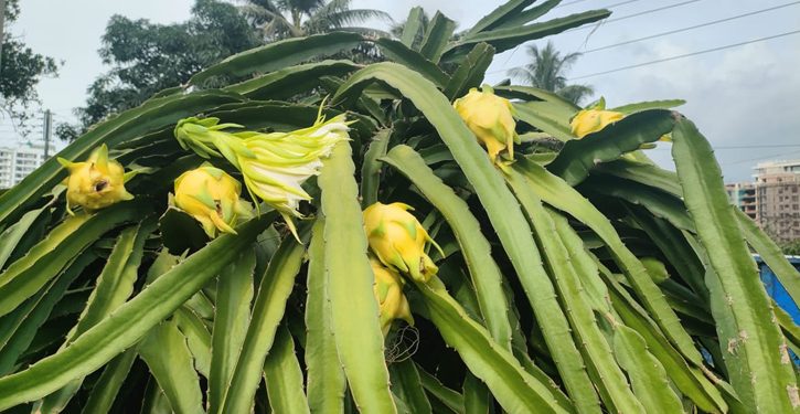 সফলতা লাভ হলুদ ড্রাগনের জাত গবেষণায়