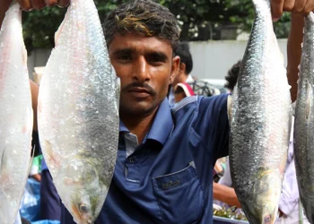“পদ্মার ইলিশ — দুই বাংলার হৃদয়ের সুতোয় বাঁধা বন্ধন”