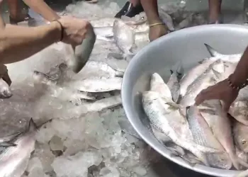আমদানি বন্ধ কলকাতায় বাংলাদেশি ইলিশ দামের কারণে