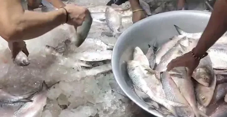 আমদানি বন্ধ কলকাতায় বাংলাদেশি ইলিশ দামের কারণে
