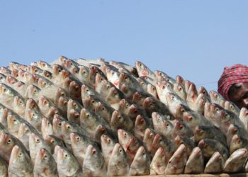 পাঁচ হাত ঘুরে ইলিশের দামে ৬০ শতাংশ পর্যন্ত বৃদ্ধি: বিটিটিসি