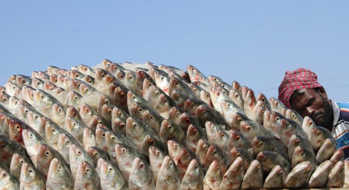 পাঁচ হাত ঘুরে ইলিশের দামে ৬০ শতাংশ পর্যন্ত বৃদ্ধি: বিটিটিসি