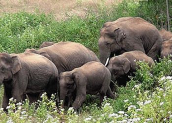 এআই ক্যামেরায় হাতির দুর্ঘটনা রোধে ৪০ কোটি টাকার প্রকল্প দোহাজারী-কক্সবাজার রেলপথে