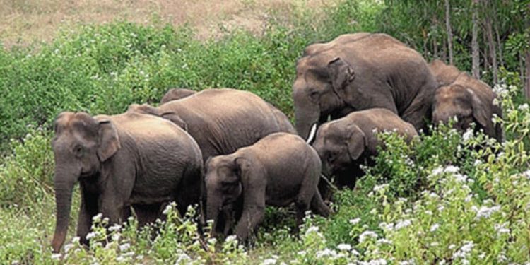 এআই ক্যামেরায় হাতির দুর্ঘটনা রোধে ৪০ কোটি টাকার প্রকল্প দোহাজারী-কক্সবাজার রেলপথে