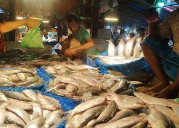 সরবরাহ কম ইলিশের, দাম বাড়ছে চড়া