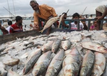 ইলিশ রপ্তানির অনুমতিতে হু হু করে বেড়েছে দাম