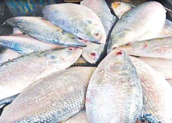 ভারতে রপ্তানি হচ্ছে না বাংলাদেশের ইলিশ