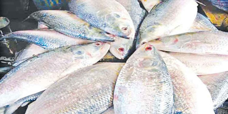 ভারতে রপ্তানি হচ্ছে না বাংলাদেশের ইলিশ