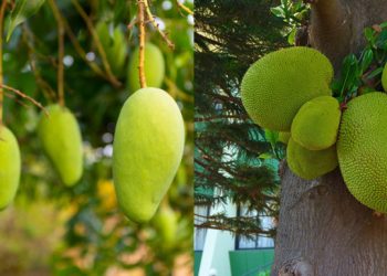 সমুদ্রপথে আম-কাঁঠাল রপ্তানি, কৃষিপণ্যে খুলছে নতুন দিগন্ত