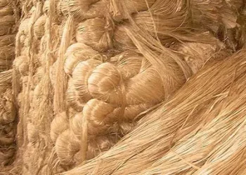 কাঁচাপাট রপ্তানি স্থগিতের দাবি জোরালো ব্যবসায়ীদের