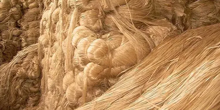 কাঁচাপাট রপ্তানি স্থগিতের দাবি জোরালো ব্যবসায়ীদের