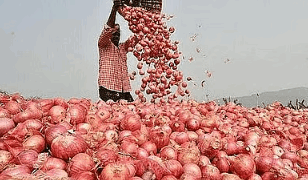 ভারতের পেঁয়াজে রপ্তানি সংকট, মুখ ফিরিয়ে নিচ্ছেন ঐতিহ্যবাহী ক্রেতারা