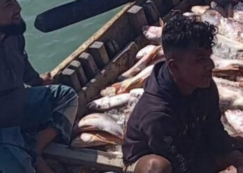 প্রায় ৭’শ লাল কোরাল মাছ এক জালে সেন্টমার্টিন চ্যানেলে