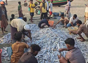 ১০৯ মণ মাছ ধরা পড়ল এক জালেই টেকনাফে
