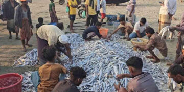 ১০৯ মণ মাছ ধরা পড়ল এক জালেই টেকনাফে