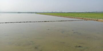 কাপ্তাই হ্রদের পানি না কমায় বিপাকে ১৩ হাজার কৃষক