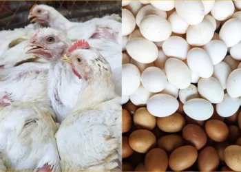 বাংলাদেশসহ ৪০ দেশ থেকে পোলট্রি-ডিম আমদানি বন্ধ সৌদি আরবের